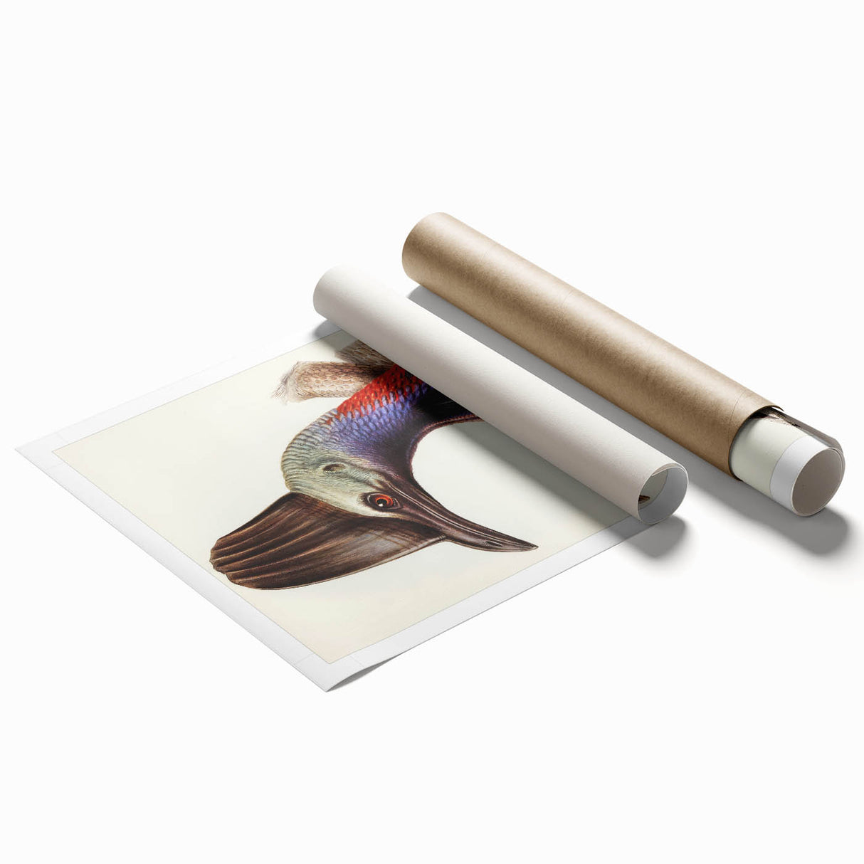 Australian Cassowary by Elizabeth Gould - Romantic Wildlife Art Print