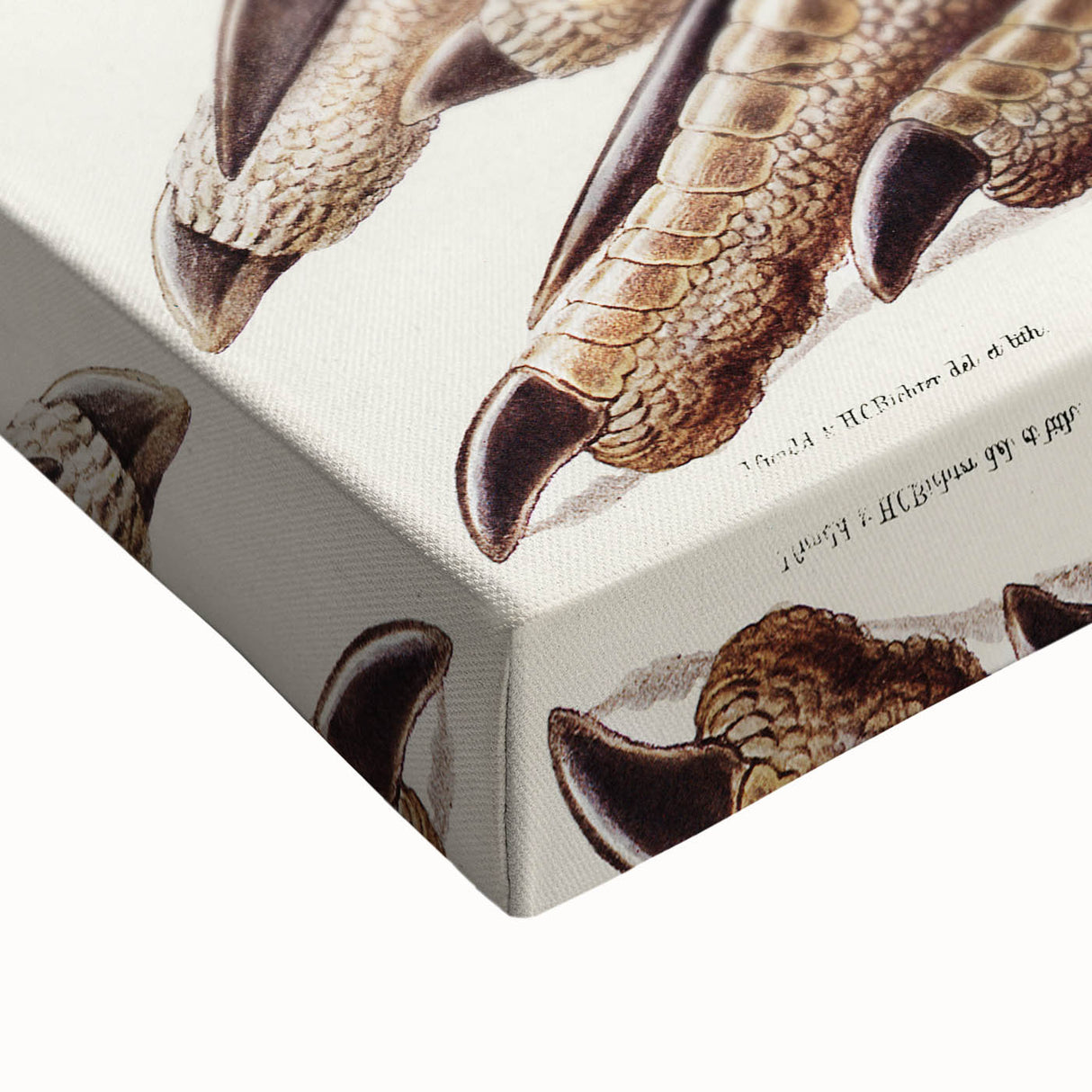 Australian Cassowary by Elizabeth Gould - Romantic Wildlife Art Print