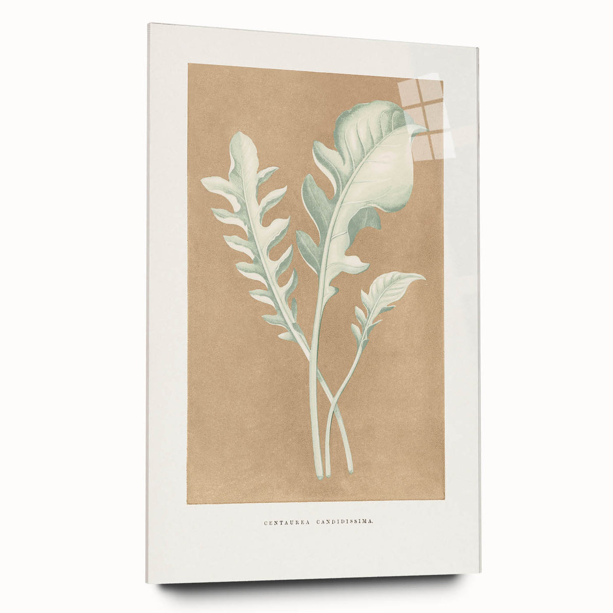 Classic Romantic Paintings: Centaurea Candidissima - Botanical Art Print