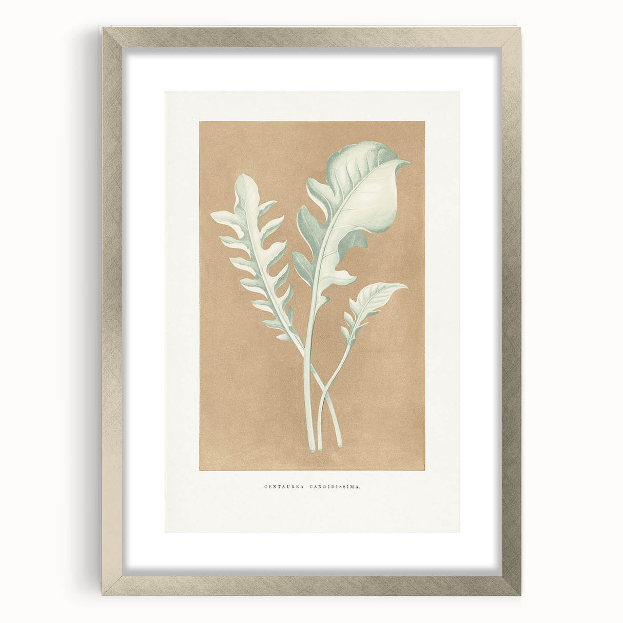 Classic Romantic Paintings: Centaurea Candidissima - Botanical Art Print