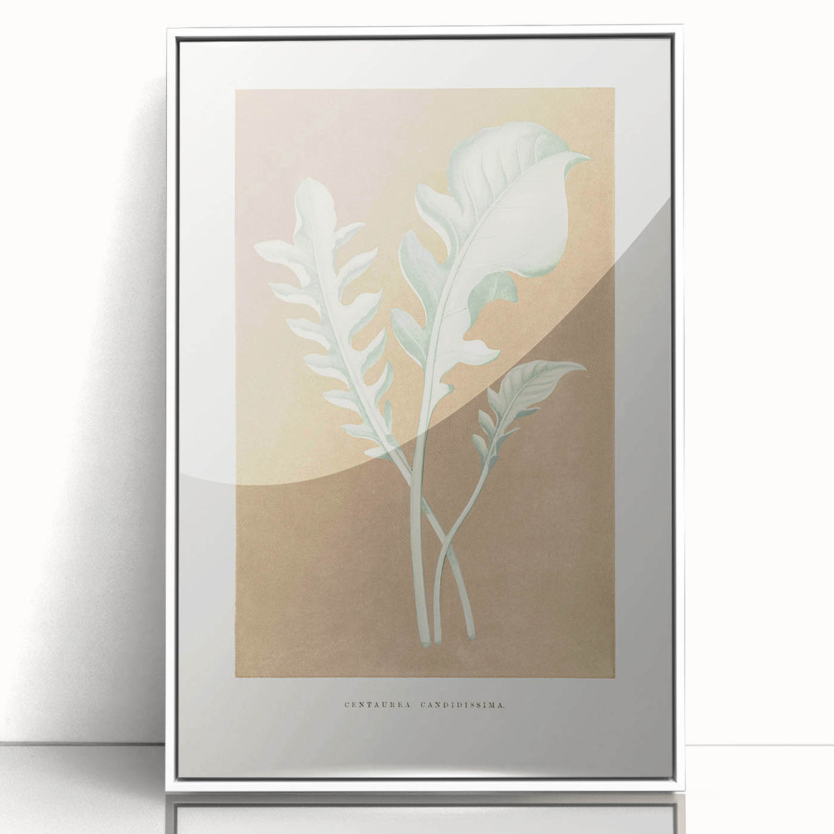 Classic Romantic Paintings: Centaurea Candidissima - Botanical Art Print
