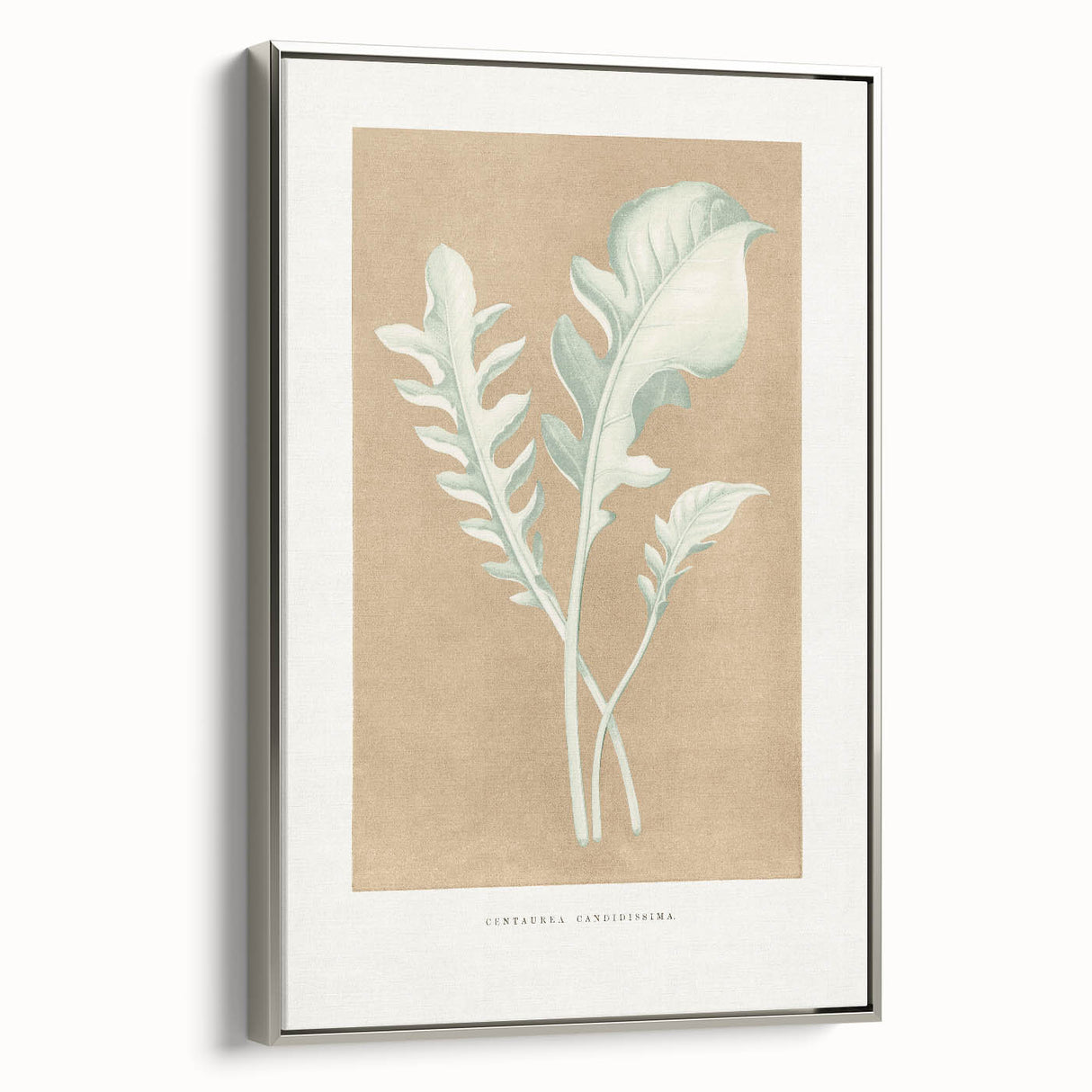 Classic Romantic Paintings: Centaurea Candidissima - Botanical Art Print