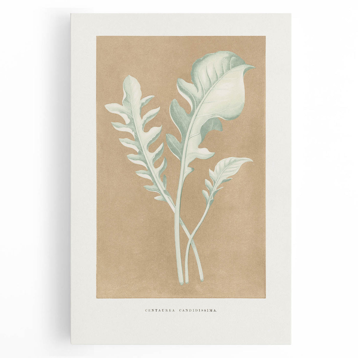 Classic Romantic Paintings: Centaurea Candidissima - Botanical Art Print