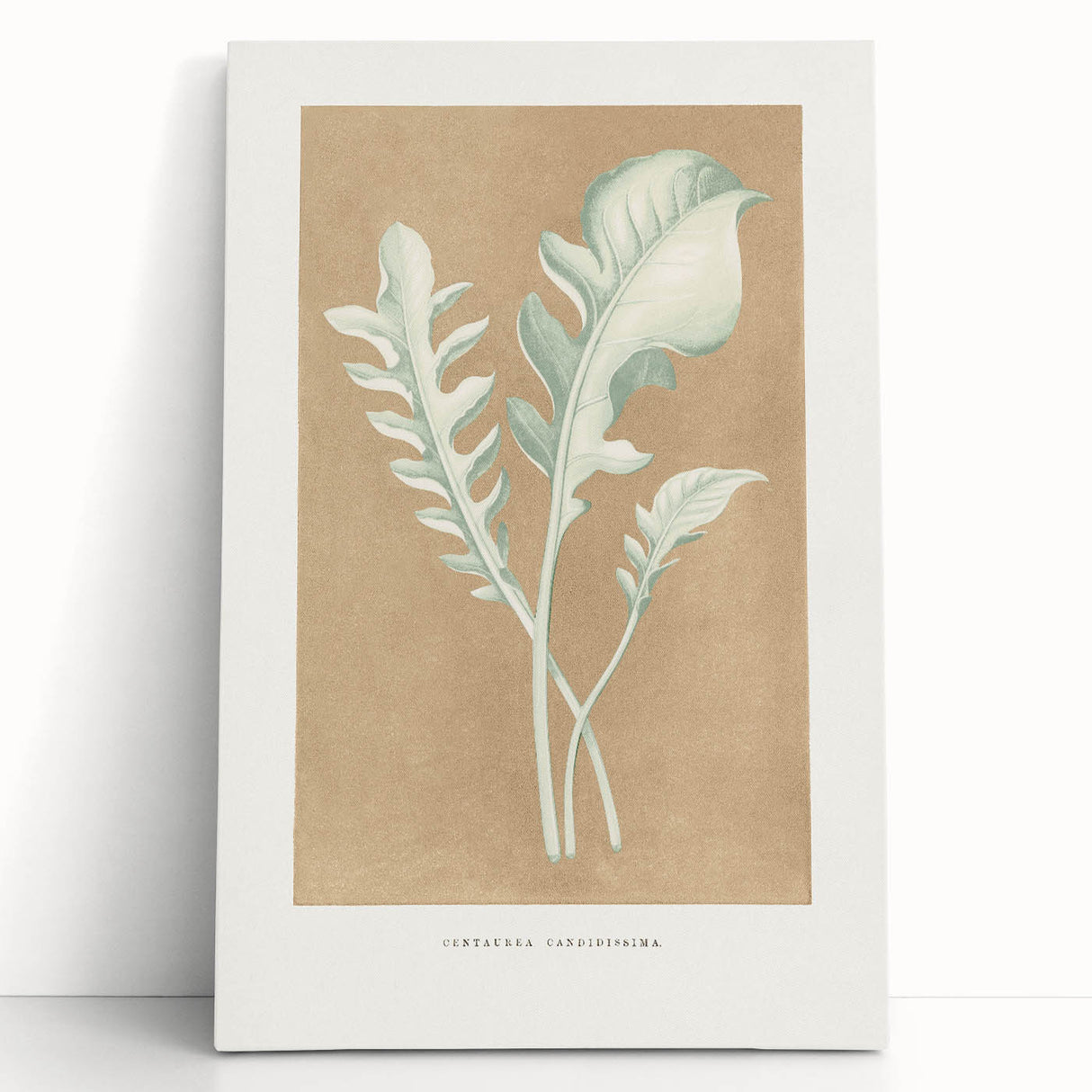 Classic Romantic Paintings: Centaurea Candidissima - Botanical Art Print