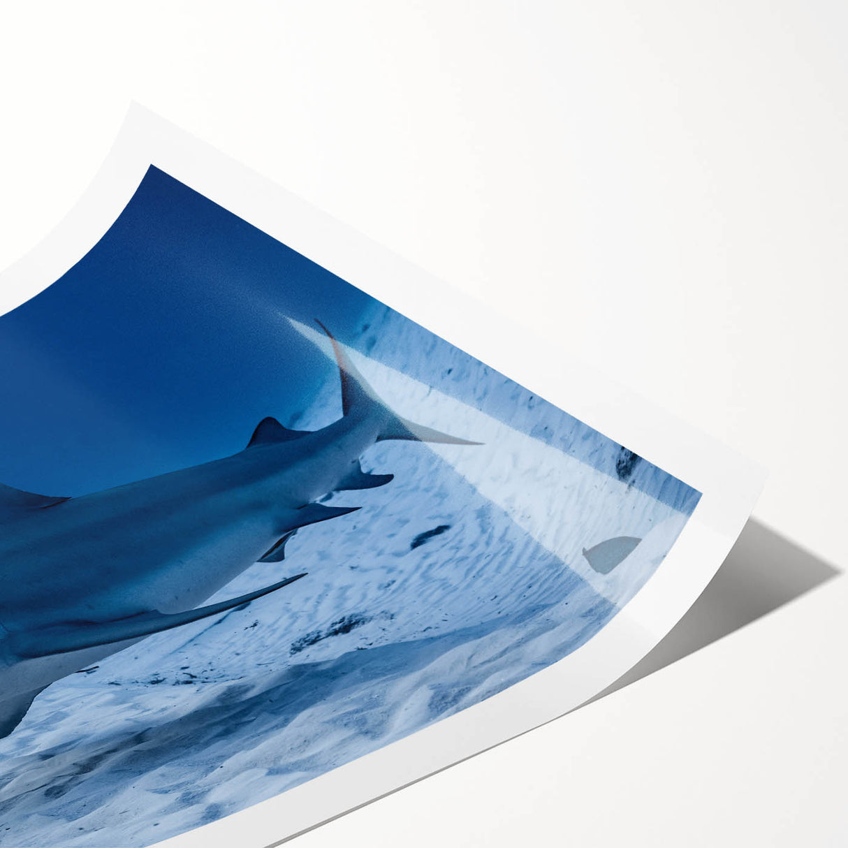 Extra large wall art featuring line art flowers in subtle hues, printed on rolled canvas.