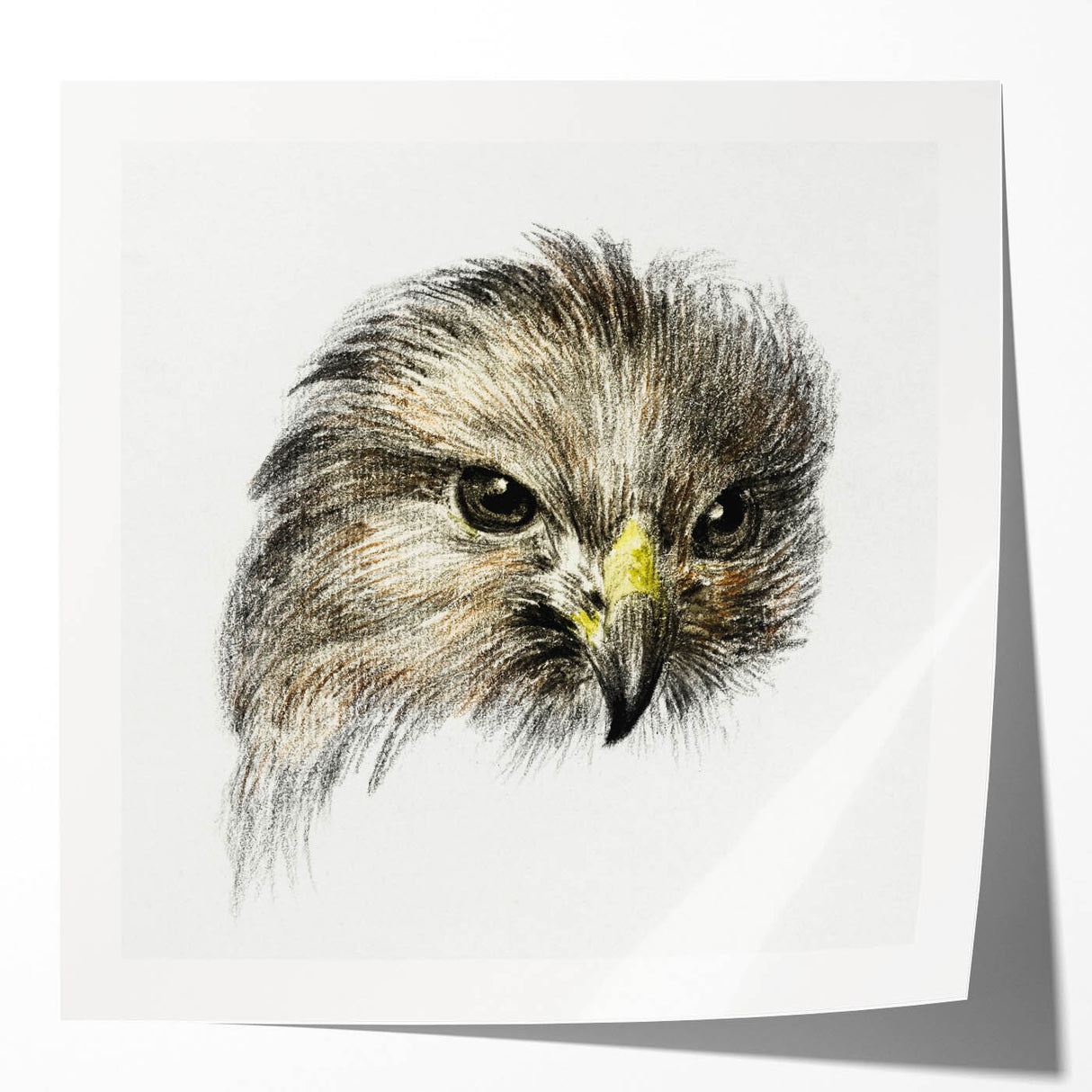 Head of a Bird of Prey by Jean Bernard - Romantic Wildlife Art Print