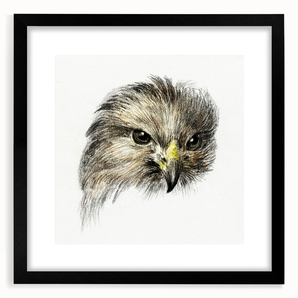 Head of a Bird of Prey by Jean Bernard - Romantic Wildlife Art Print
