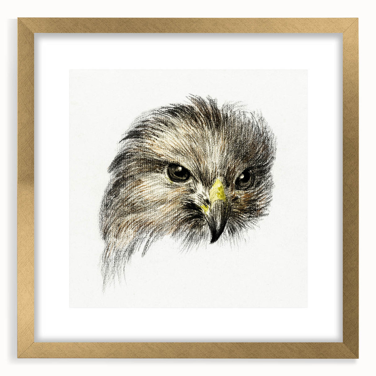 Head of a Bird of Prey by Jean Bernard - Romantic Wildlife Art Print