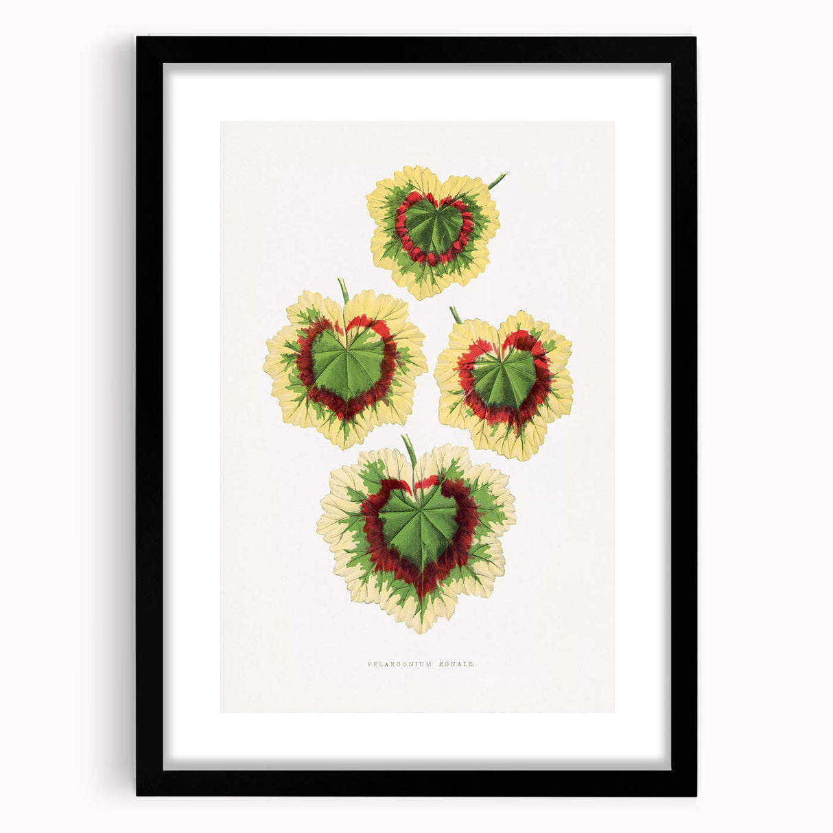 Classic Romantic Paintings: Pelargonium Zonale Art Print