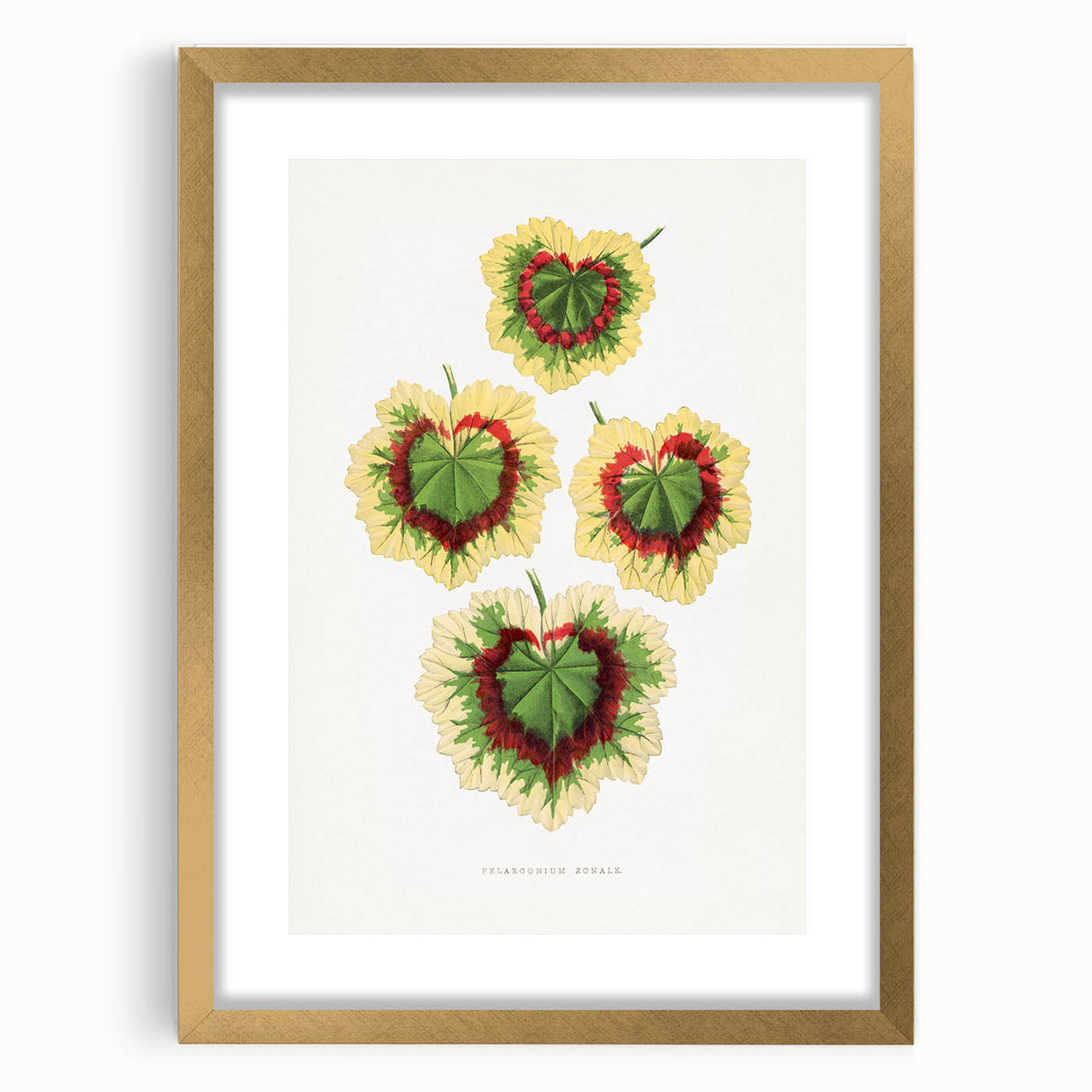 Classic Romantic Paintings: Pelargonium Zonale Art Print