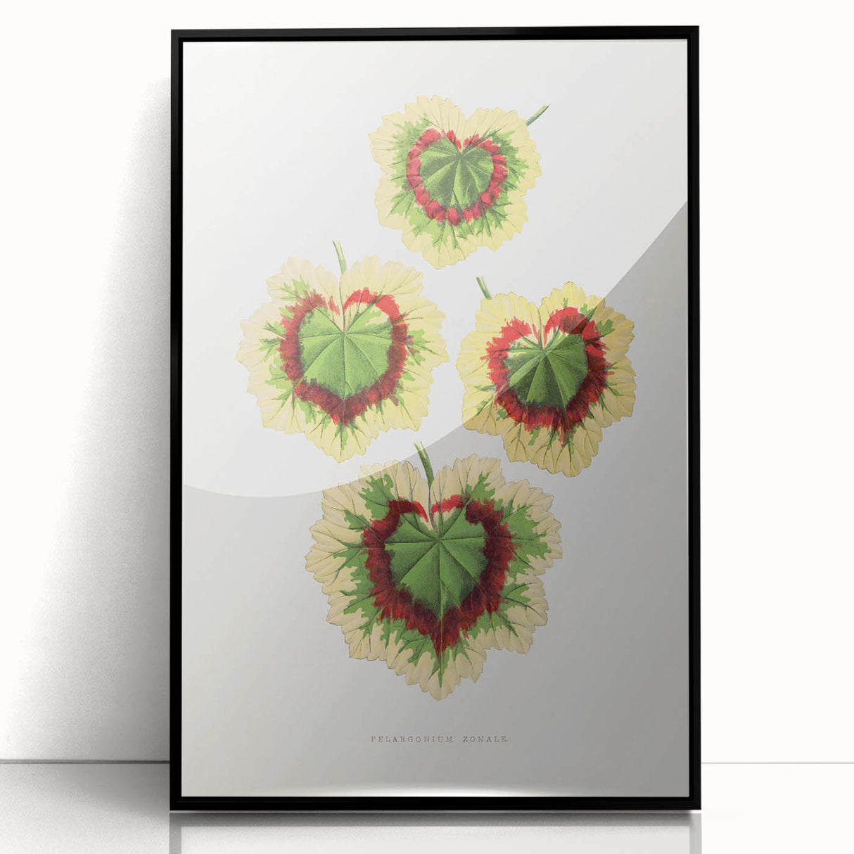 Classic Romantic Paintings: Pelargonium Zonale Art Print