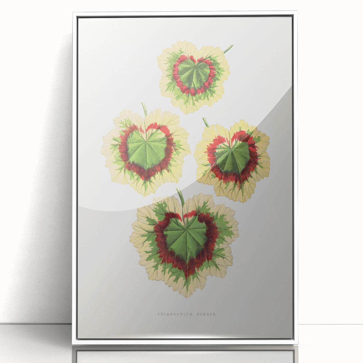 Classic Romantic Paintings: Pelargonium Zonale Art Print