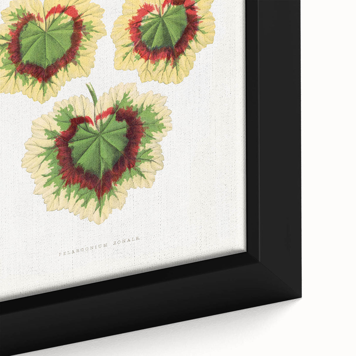 Classic Romantic Paintings: Pelargonium Zonale Art Print