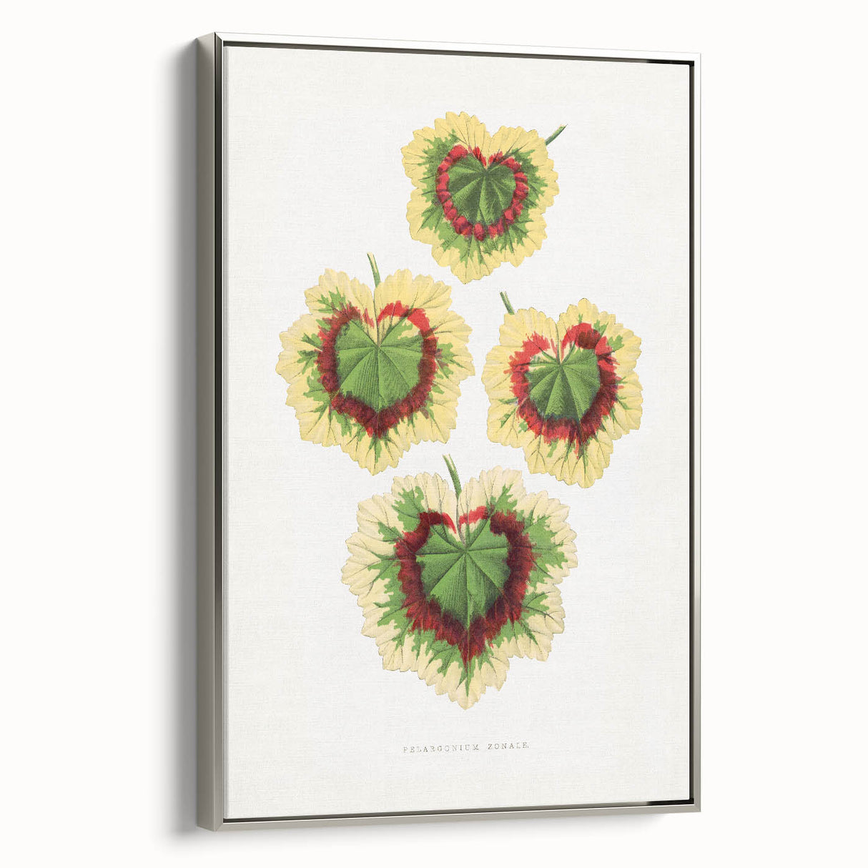 Classic Romantic Paintings: Pelargonium Zonale Art Print