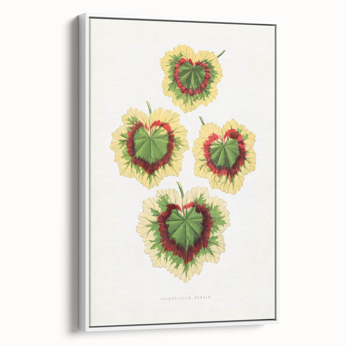 Classic Romantic Paintings: Pelargonium Zonale Art Print