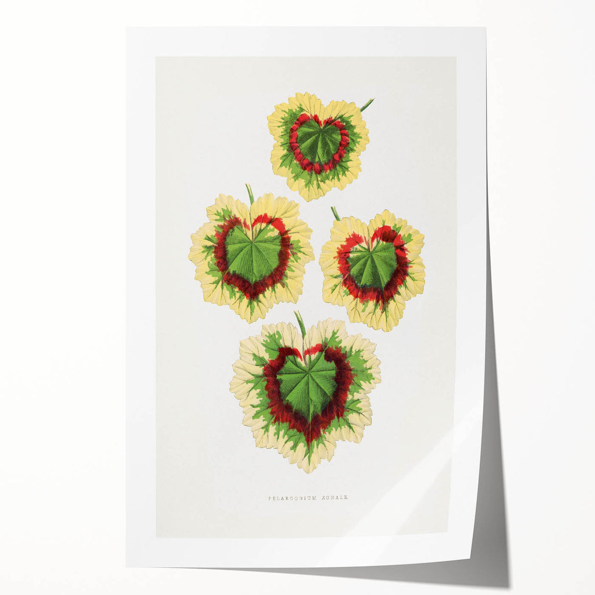 Classic Romantic Paintings: Pelargonium Zonale Art Print