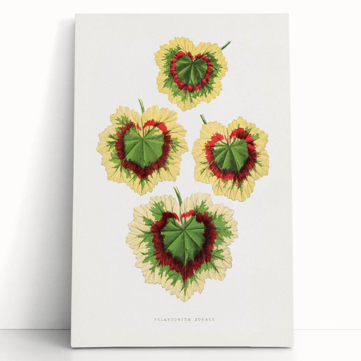 Classic Romantic Paintings: Pelargonium Zonale Art Print