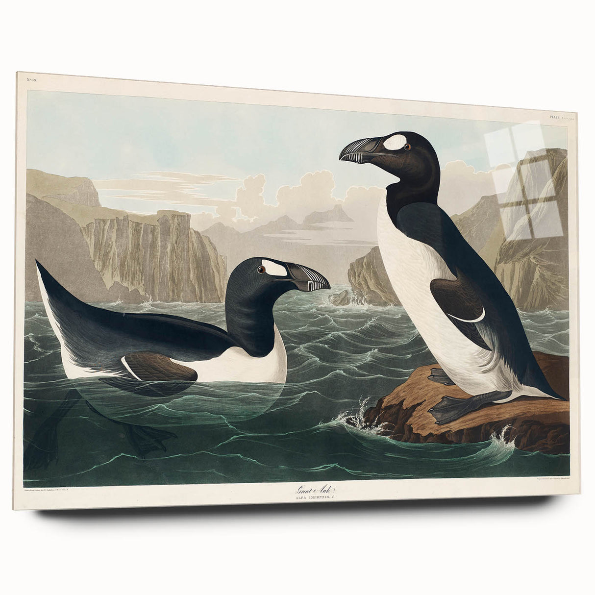 Romanticism Art: "Great Auk" by John James Audubon