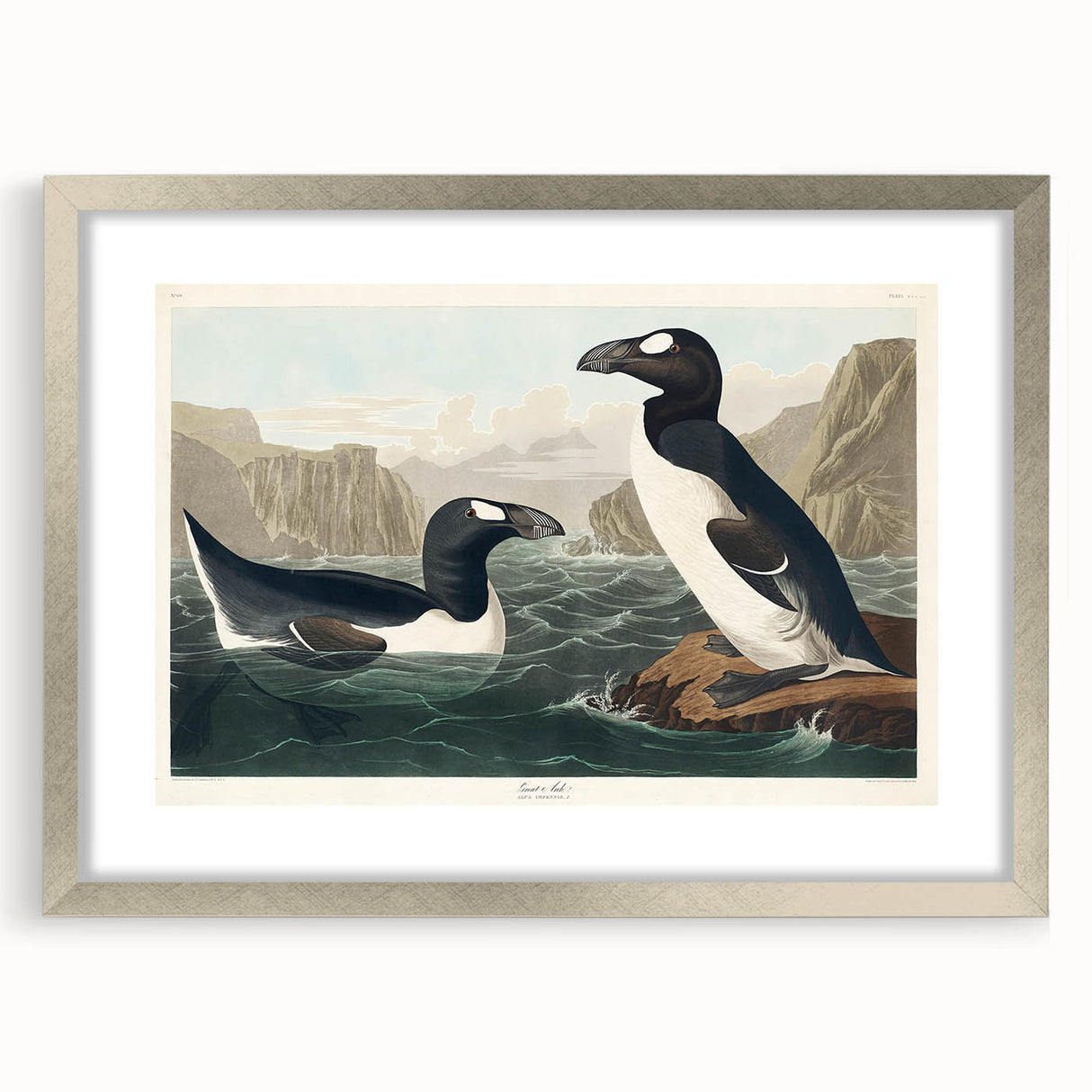 Romanticism Art: "Great Auk" by John James Audubon