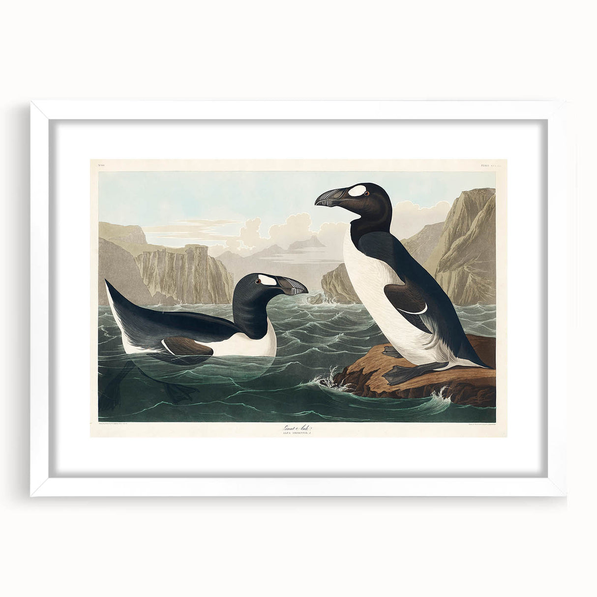 Romanticism Art: "Great Auk" by John James Audubon