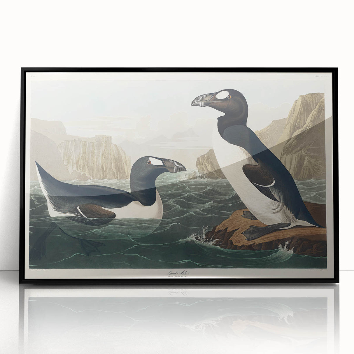 Romanticism Art: "Great Auk" by John James Audubon