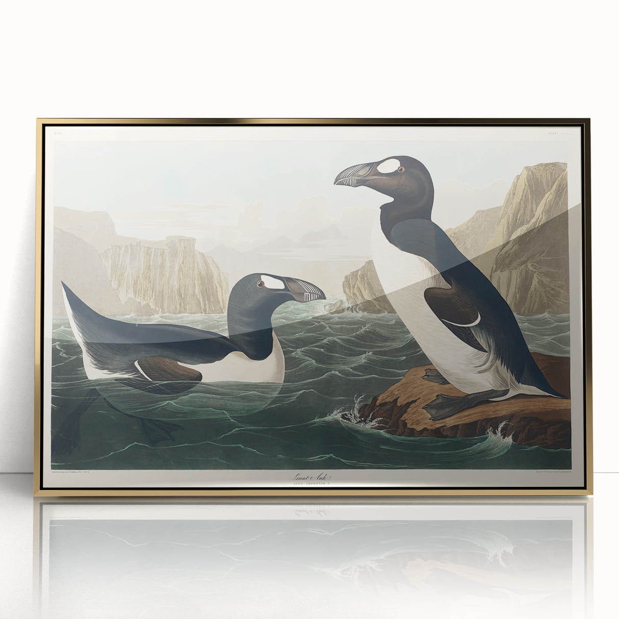 Romanticism Art: "Great Auk" by John James Audubon