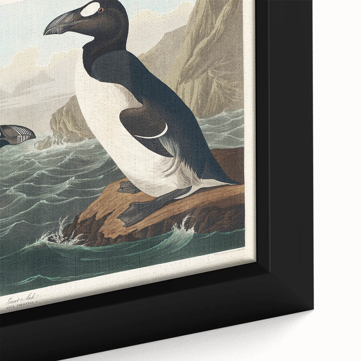 Romanticism Art: "Great Auk" by John James Audubon