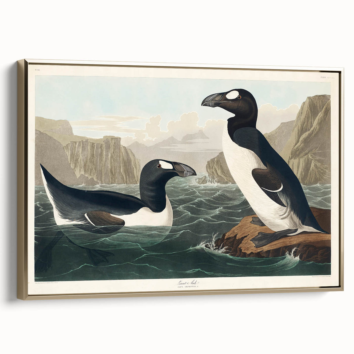 Romanticism Art: "Great Auk" by John James Audubon
