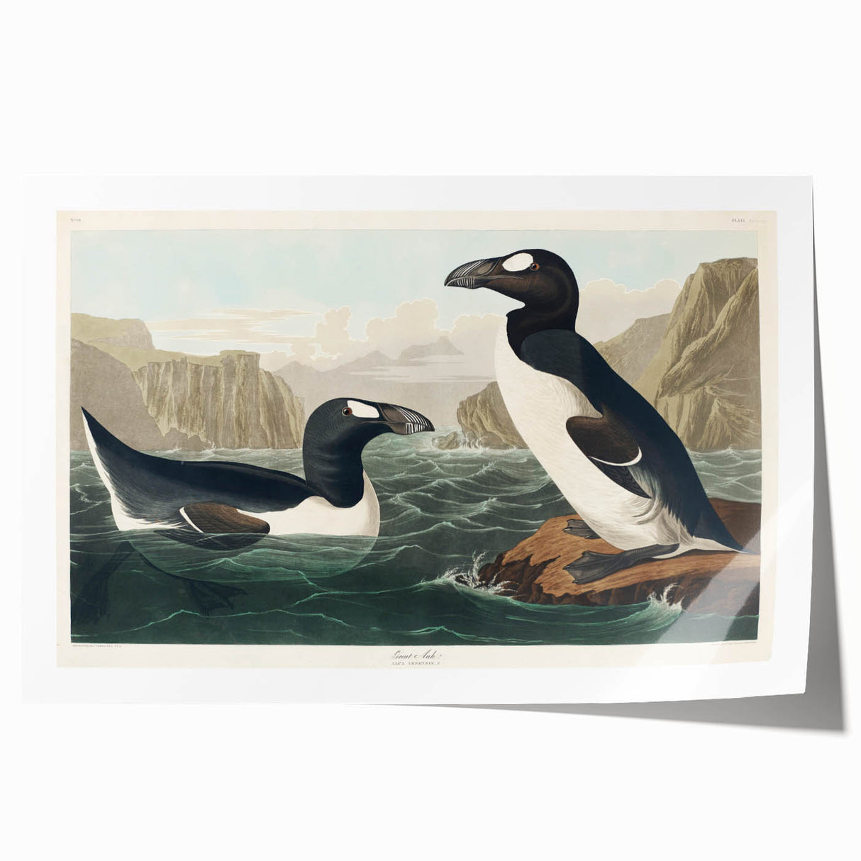 Romanticism Art: "Great Auk" by John James Audubon