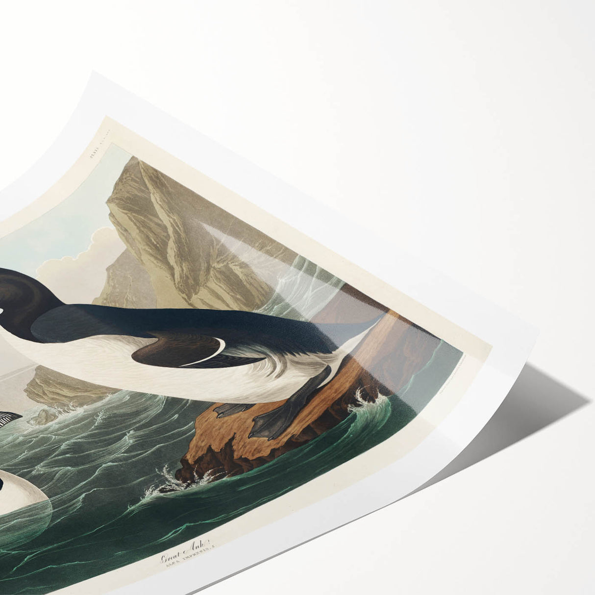 Romanticism Art: "Great Auk" by John James Audubon