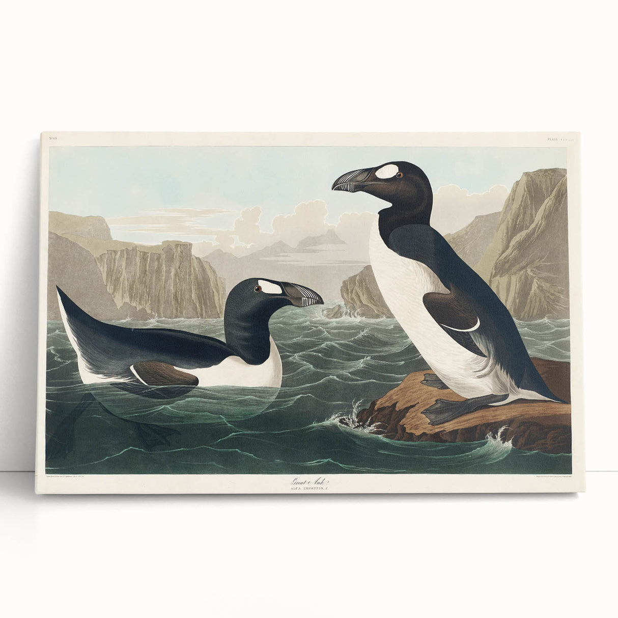 Romanticism Art: "Great Auk" by John James Audubon