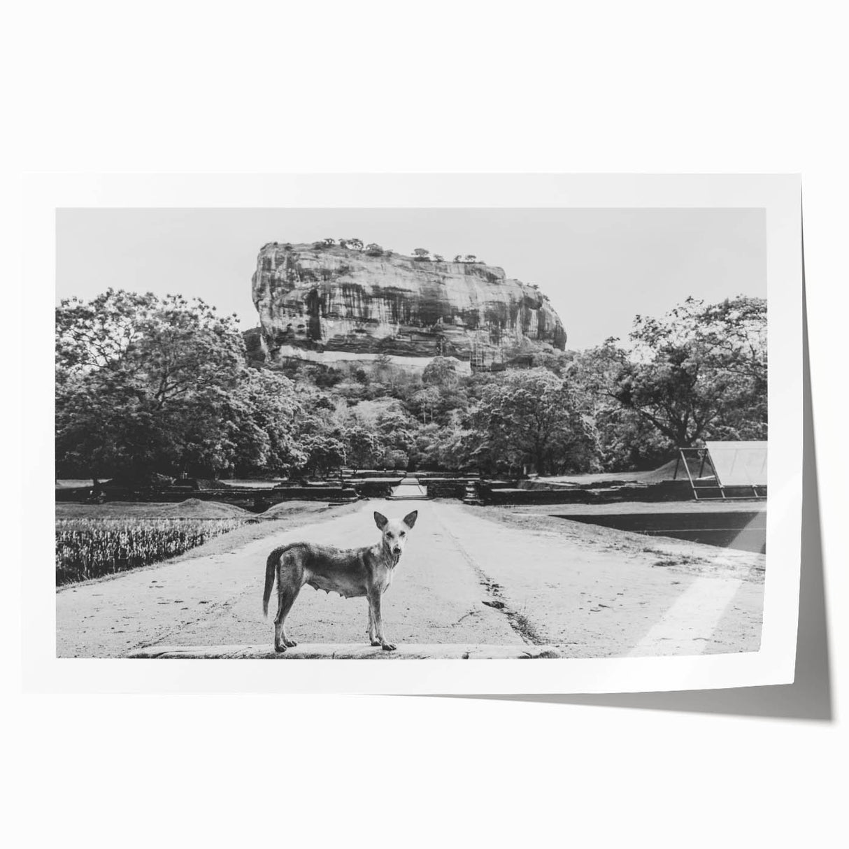 Extra large rolled print of Sri Lankan scenery with vibrant green and blue tones, suitable for art wall dining room.