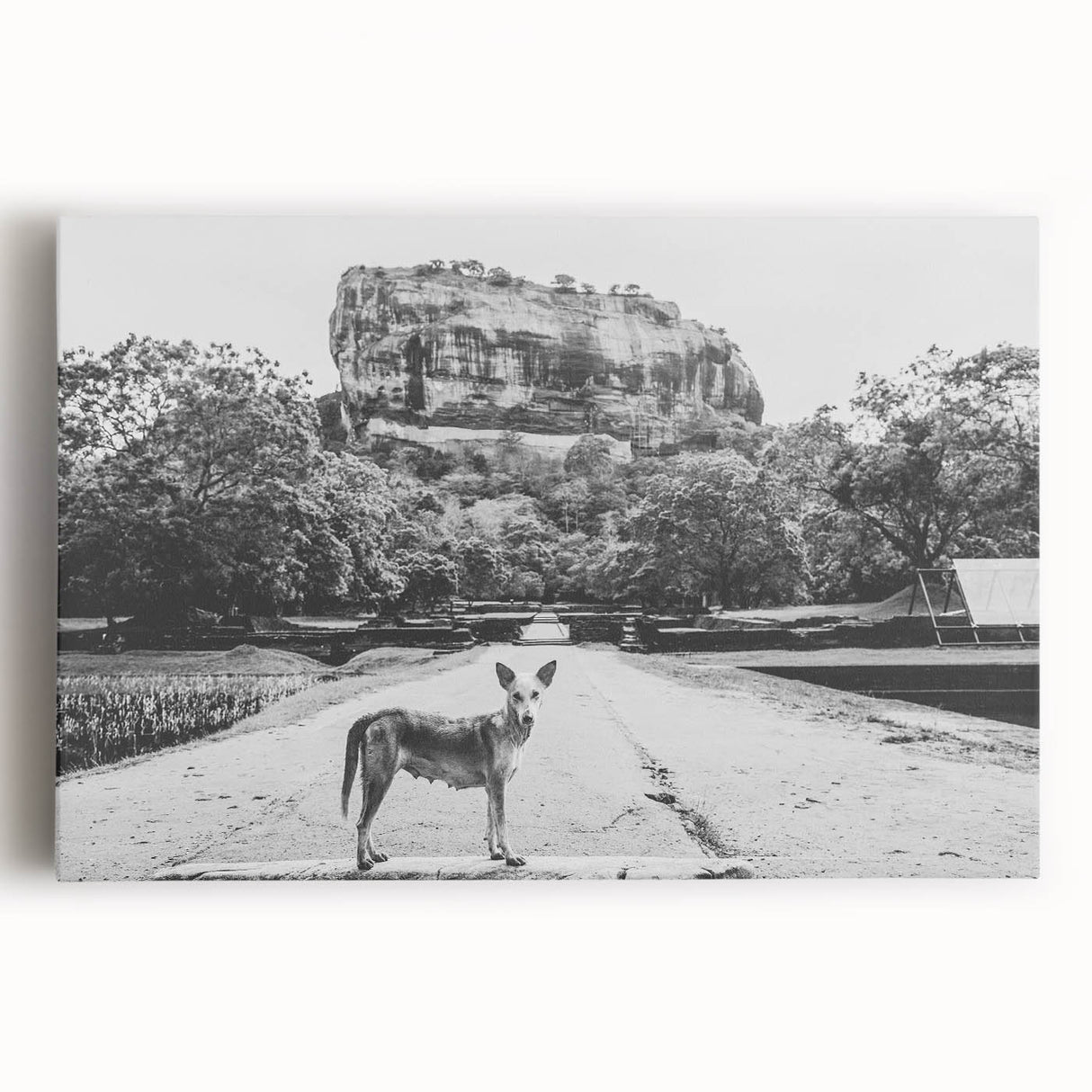 Black and white photograph of a serene Sri Lankan landscape on stretched canvas, ideal for kitchen wall art.