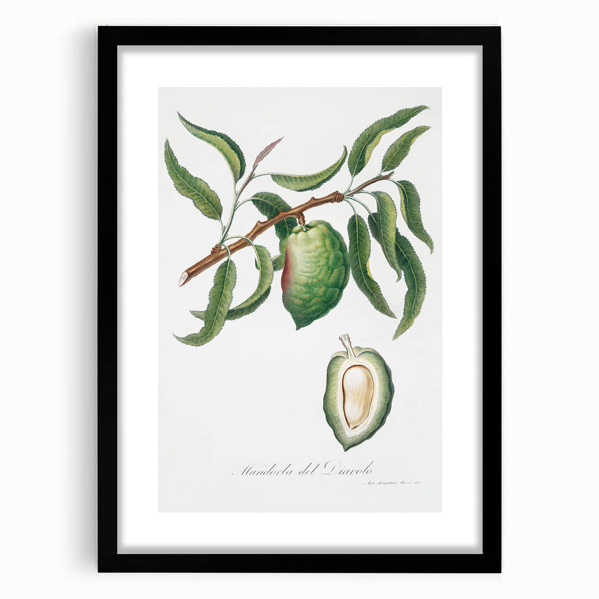 Classic Romantic Paintings: Pelargonium Zonale Art Print