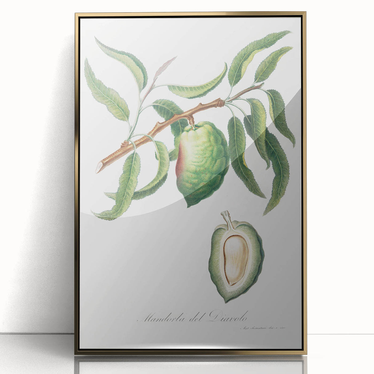 Classic Romantic Paintings: Pelargonium Zonale Art Print