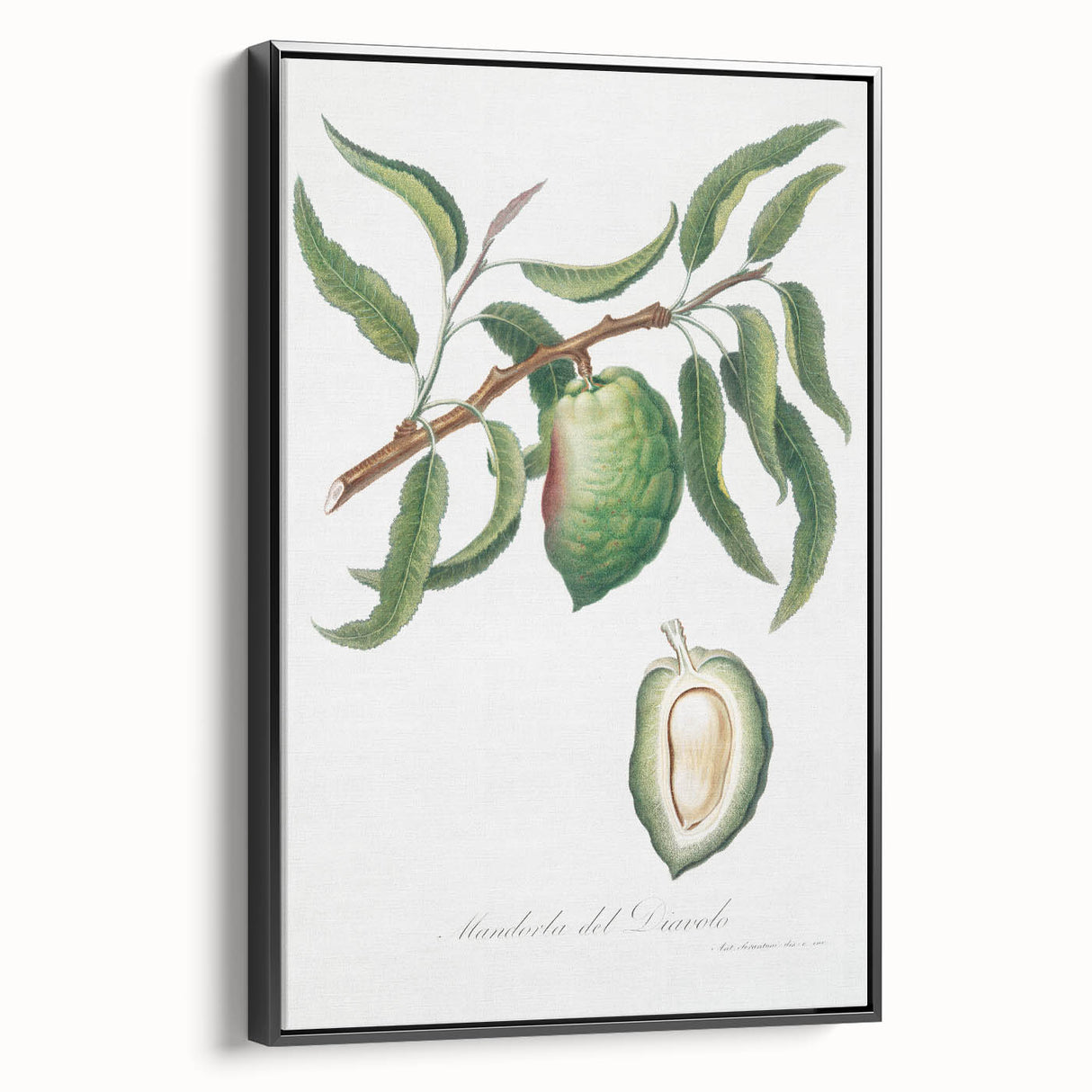 Classic Romantic Paintings: Pelargonium Zonale Art Print