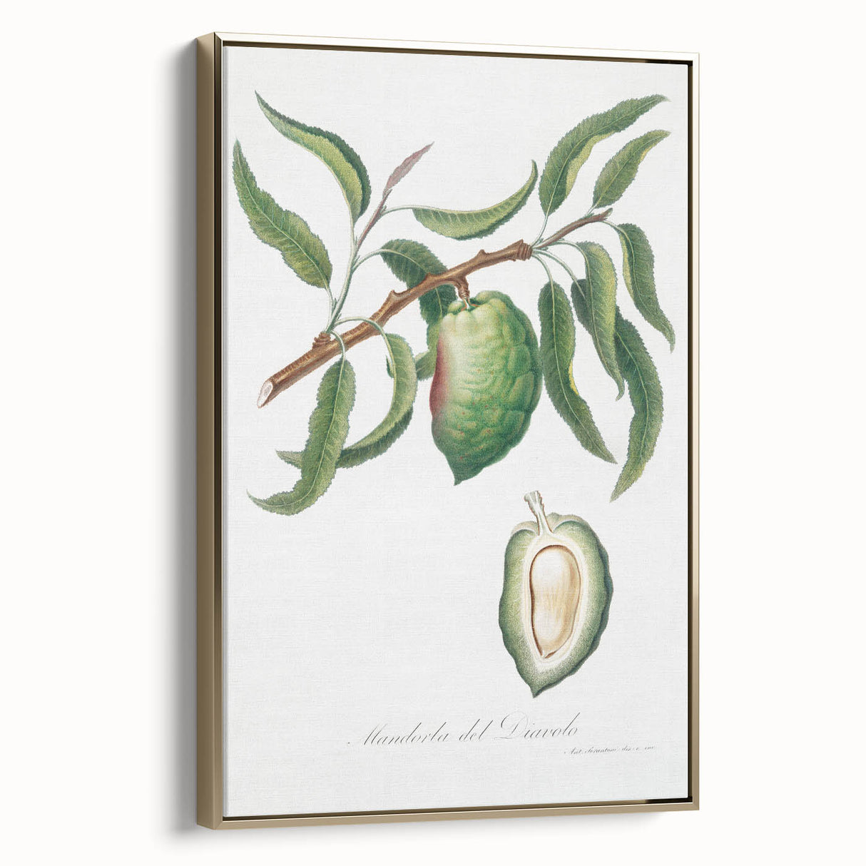 Classic Romantic Paintings: Pelargonium Zonale Art Print