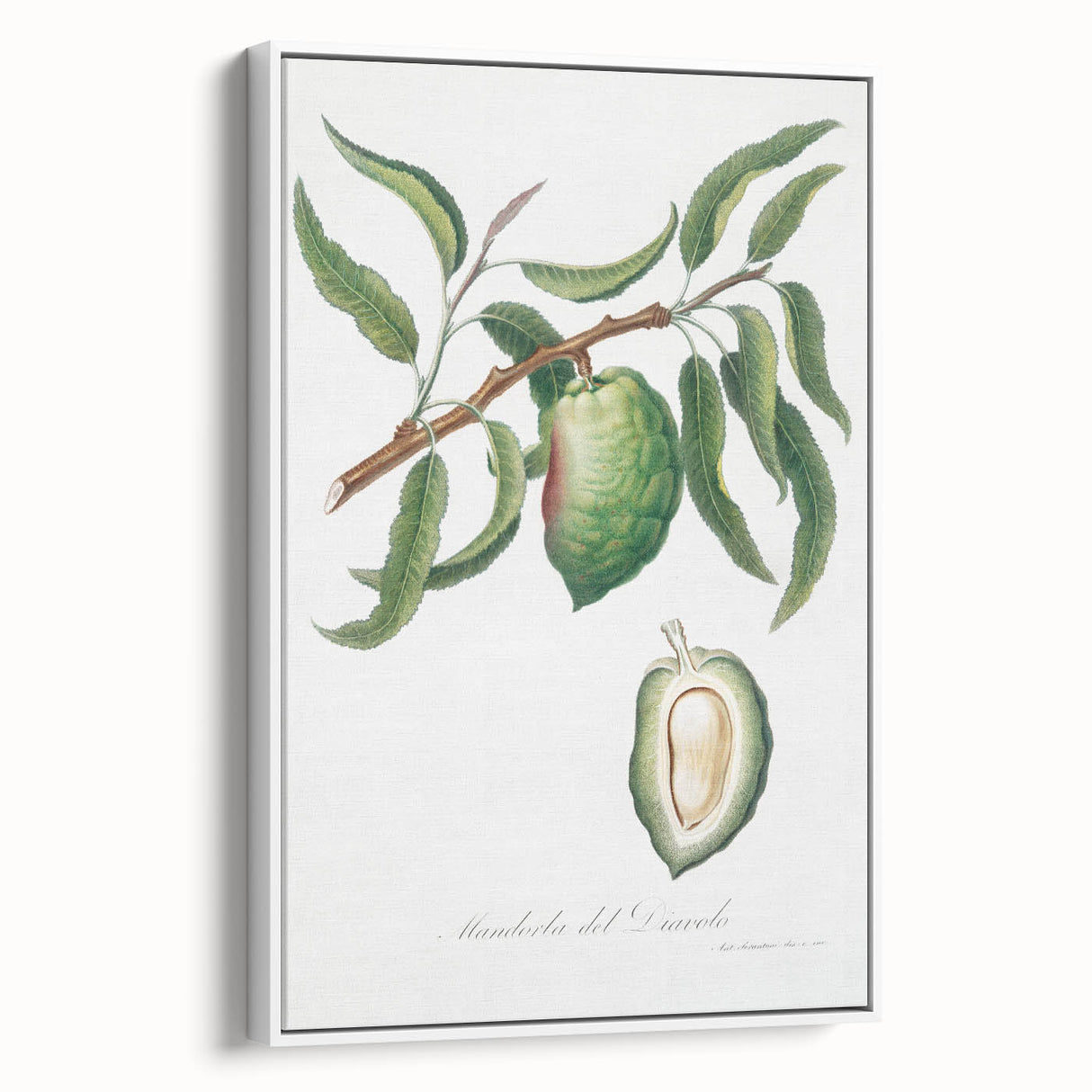 Classic Romantic Paintings: Pelargonium Zonale Art Print