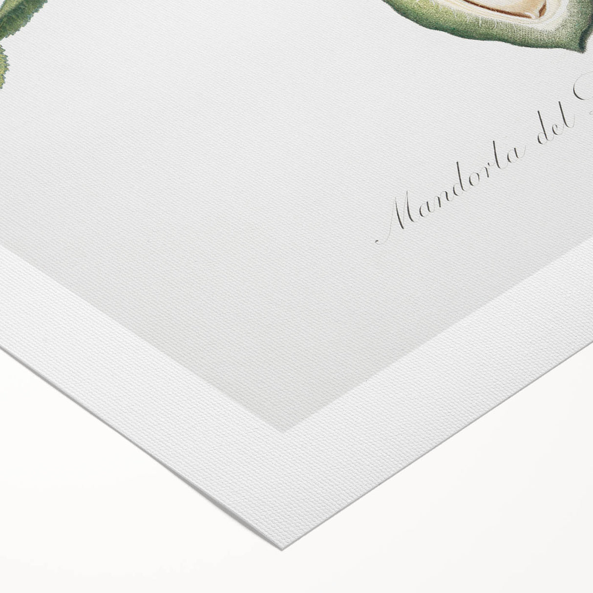 Classic Romantic Paintings: Pelargonium Zonale Art Print