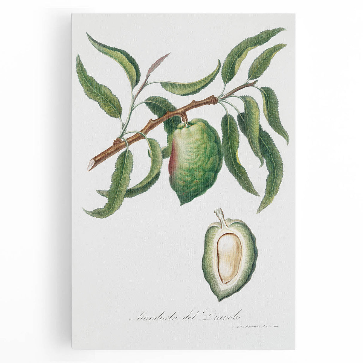 Classic Romantic Paintings: Pelargonium Zonale Art Print