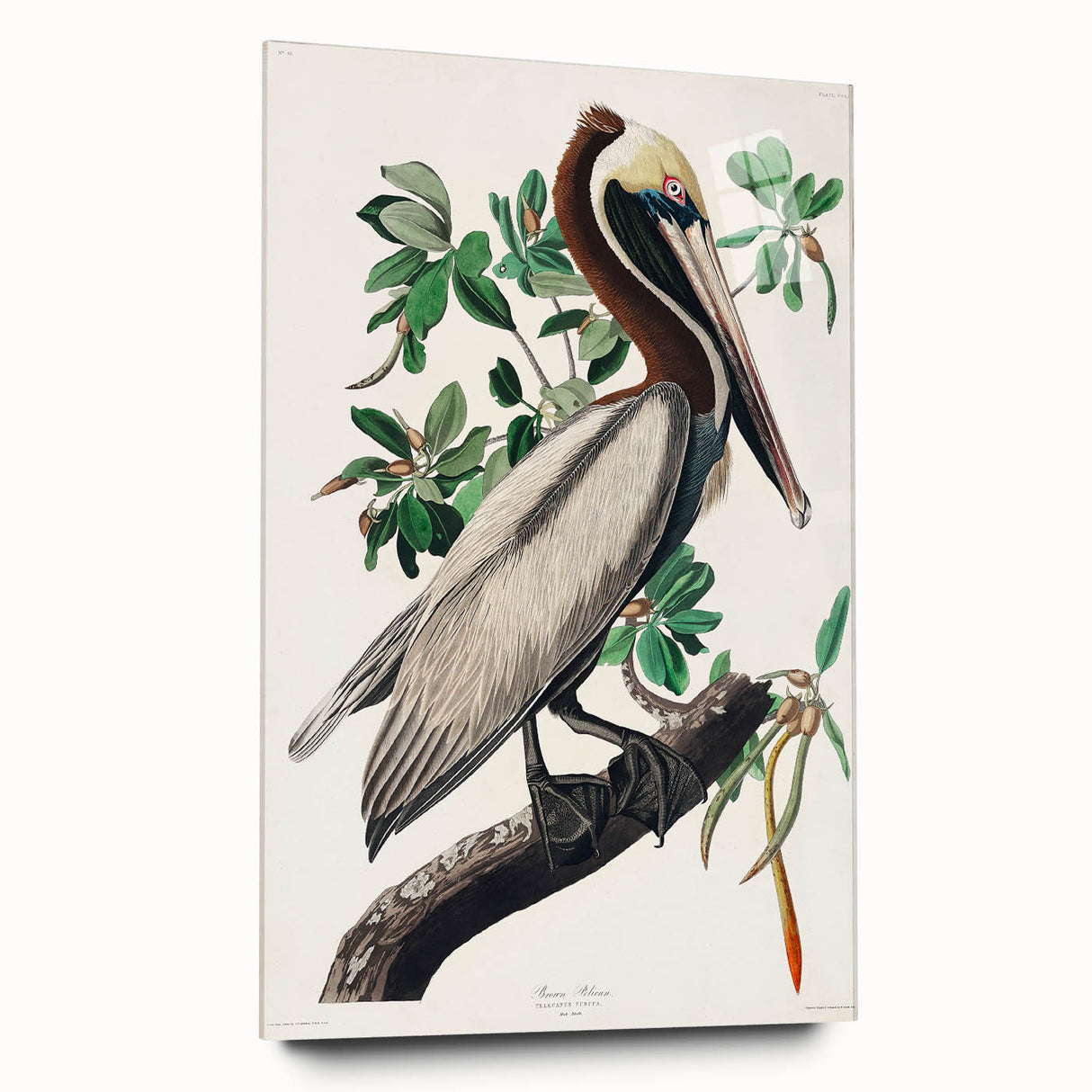 Famous Romantic Era Art: Green Begonia Rex Canvas Print