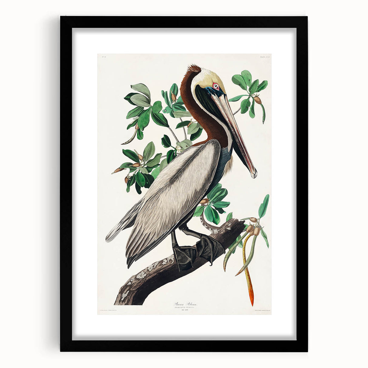 Famous Romantic Era Art: Green Begonia Rex Canvas Print