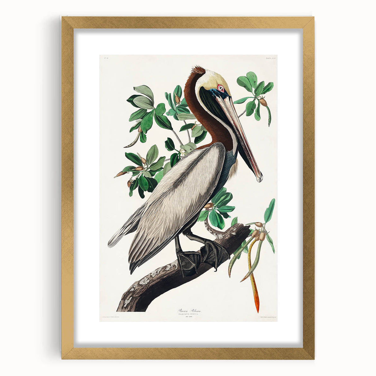 Famous Romantic Era Art: Green Begonia Rex Canvas Print