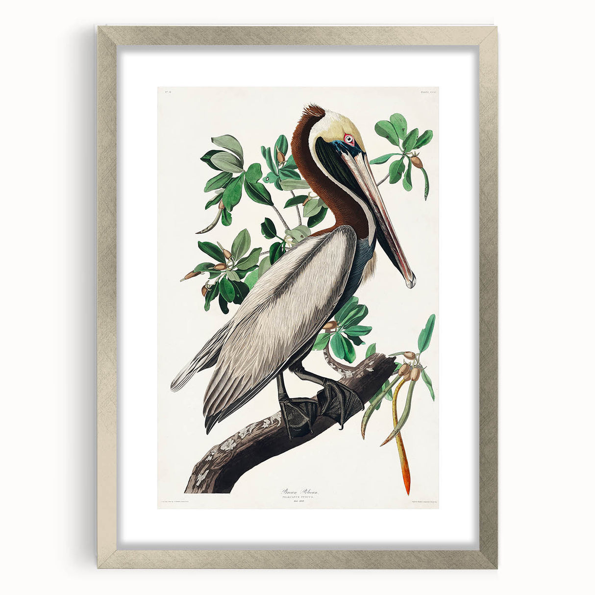 Famous Romantic Era Art: Green Begonia Rex Canvas Print