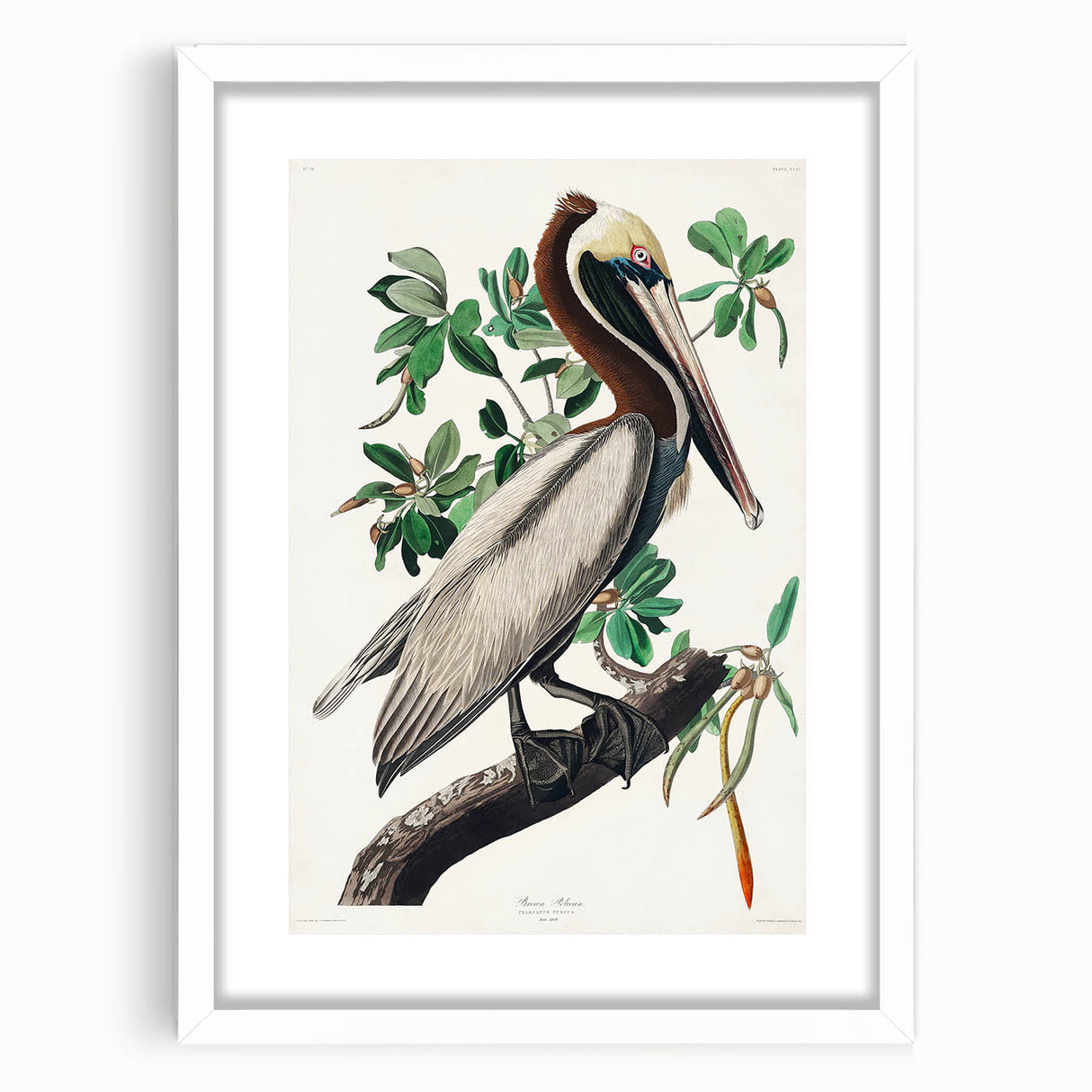 Famous Romantic Era Art: Green Begonia Rex Canvas Print