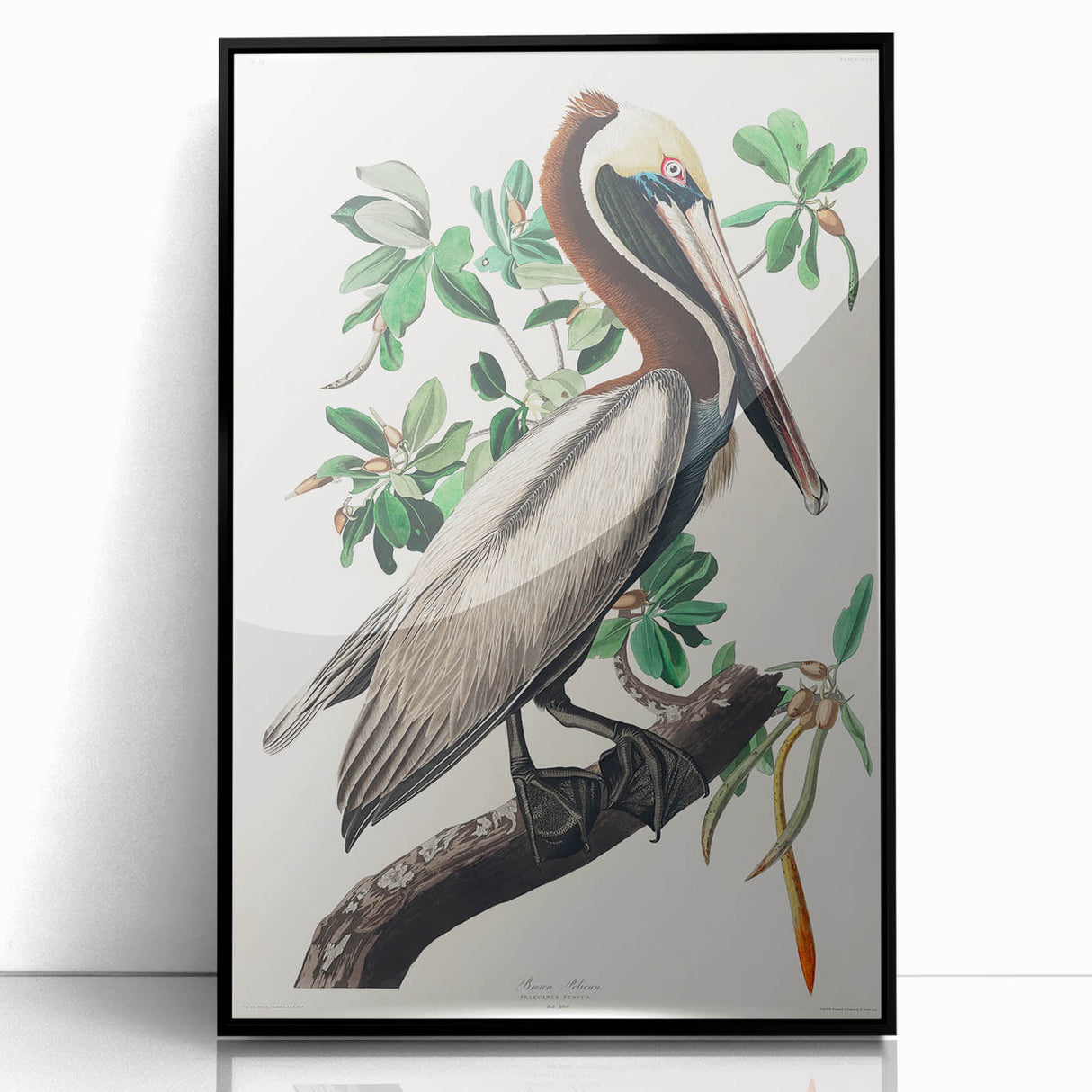 Famous Romantic Era Art: Green Begonia Rex Canvas Print