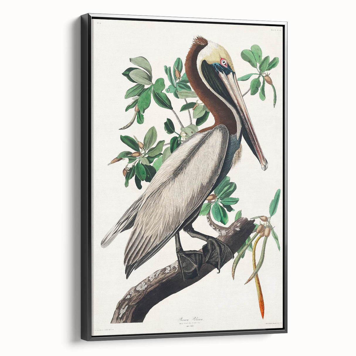 Famous Romantic Era Art: Green Begonia Rex Canvas Print