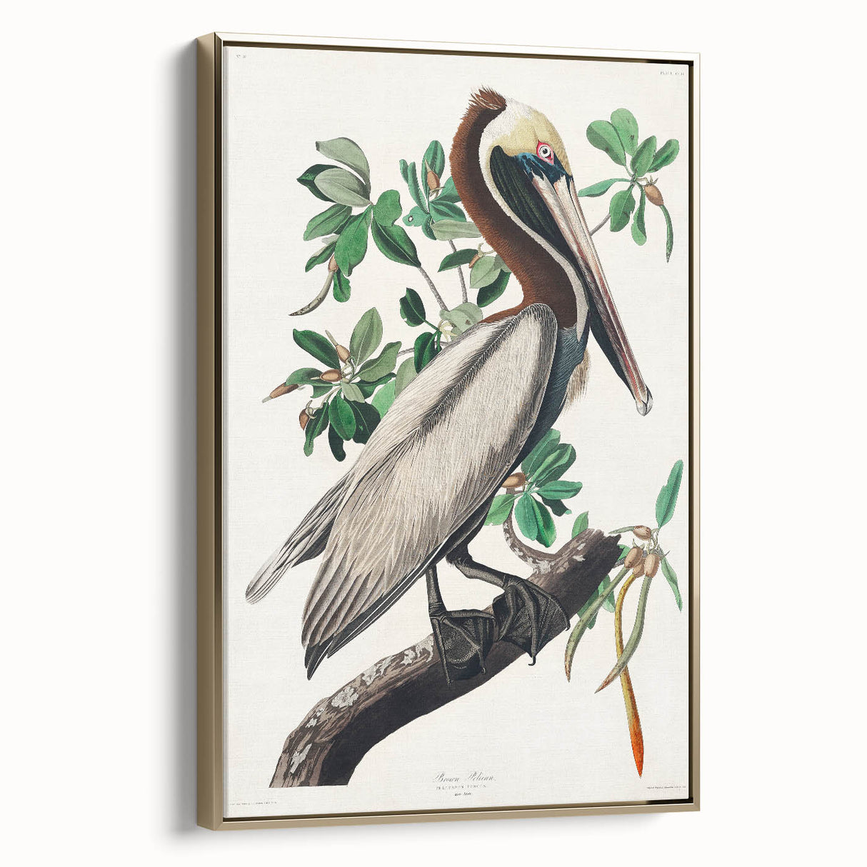 Famous Romantic Era Art: Green Begonia Rex Canvas Print