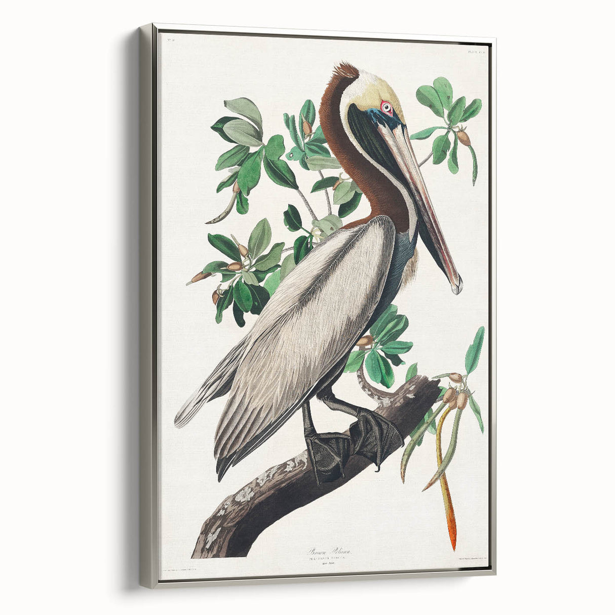 Famous Romantic Era Art: Green Begonia Rex Canvas Print