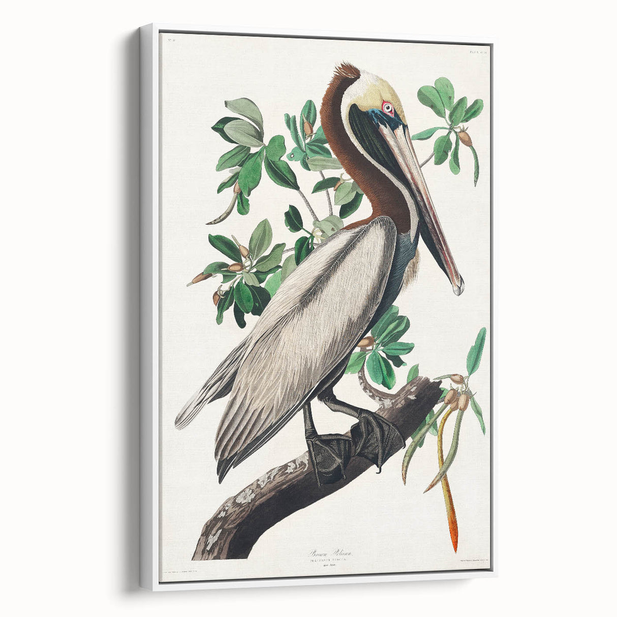 Famous Romantic Era Art: Green Begonia Rex Canvas Print